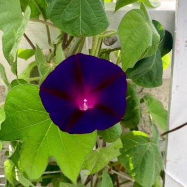 Ipomoea purpurea 'Grandpa Ott'