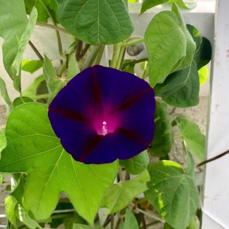 plant image 982060