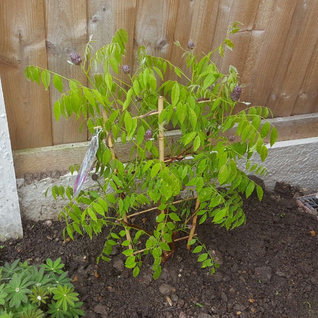 plant image 46170