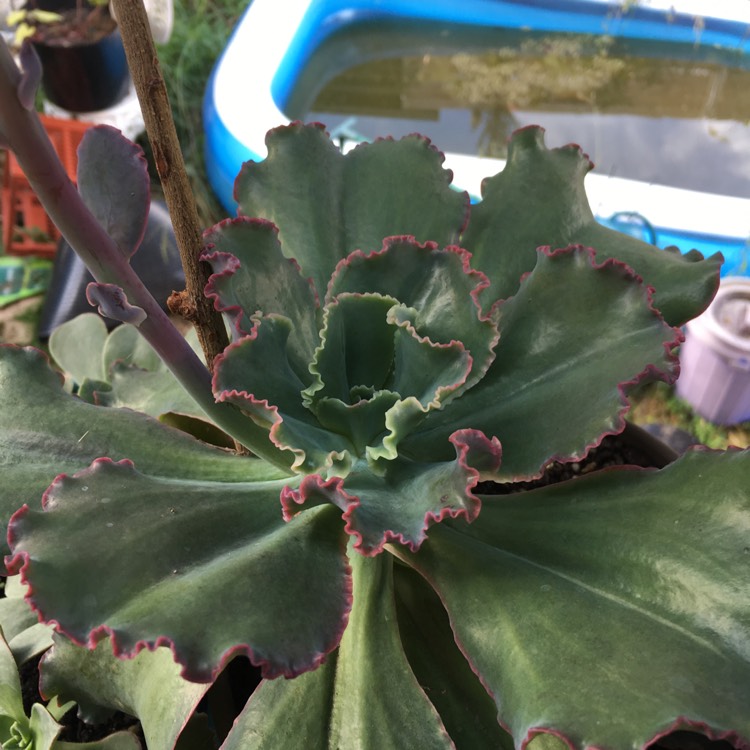 plant image 767165