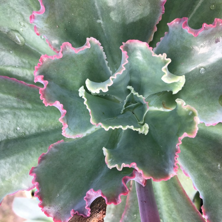plant image 767170