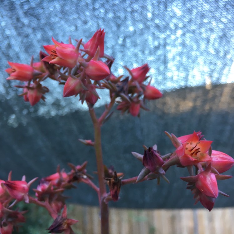 plant image 768851