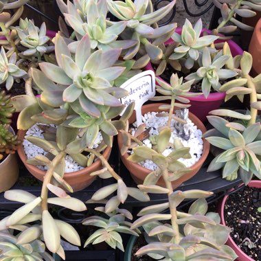 Sedum 'Pat's Pink'