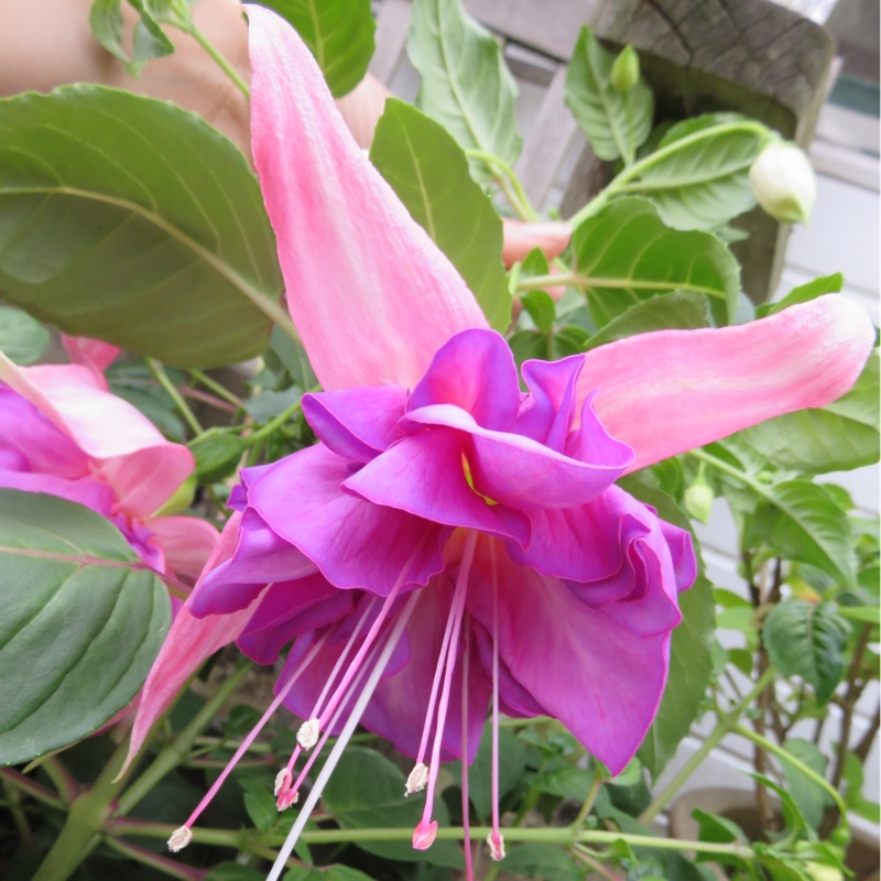 plant image 142639