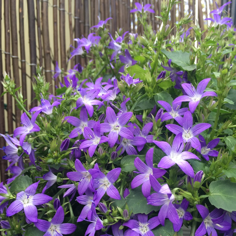 Plant image Campanula poscharskyana 'Stella'