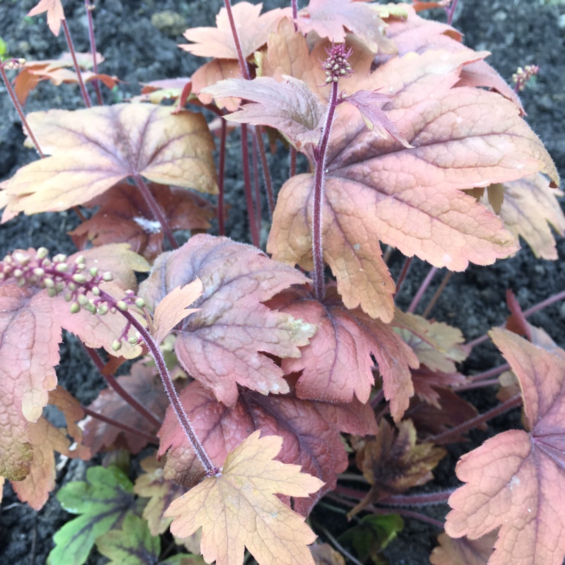 Plant image Heuchera 'Caramel'