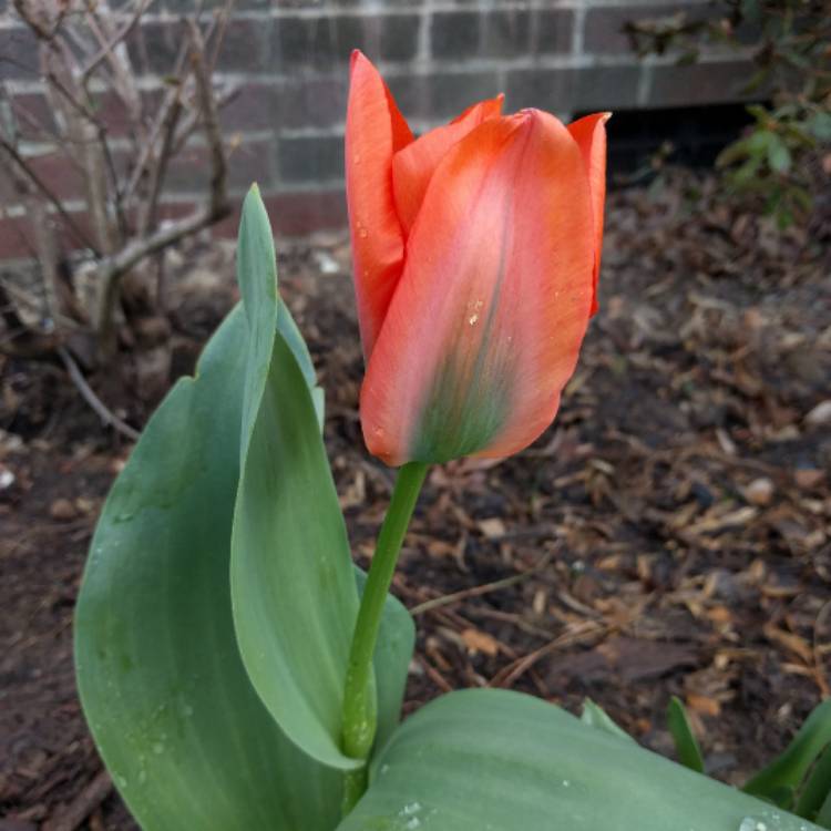 Plant image Tulipa 'Orange Emperor'