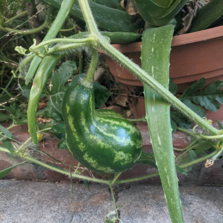 plant image 1411757