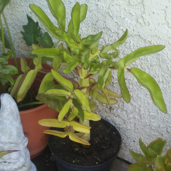 plant image 775767
