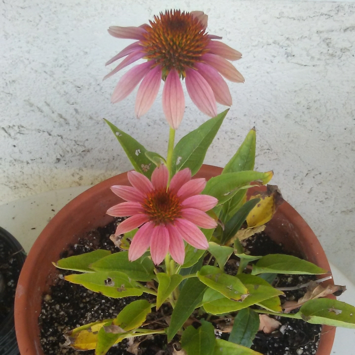 Plant image Echinacea 'Cheyenne Spirit' (Pink)