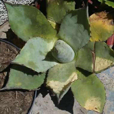 Agave Potatorum