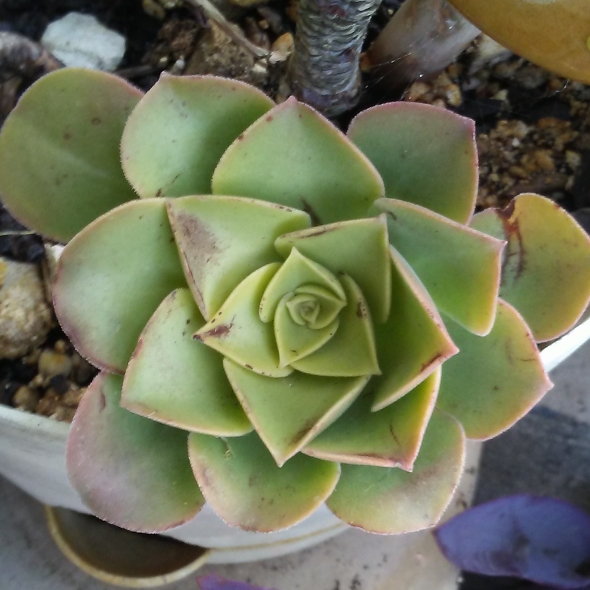 Plant image Aeonium x mascaense Bramwell