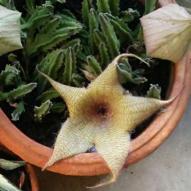 Stapelia gigantea