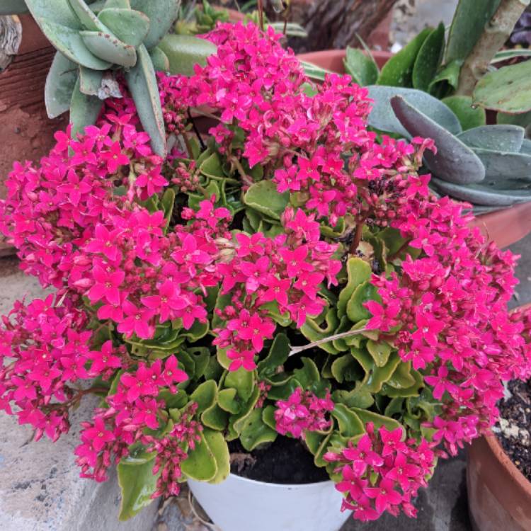Plant image Kalanchoe blossfeldiana Pink Queen