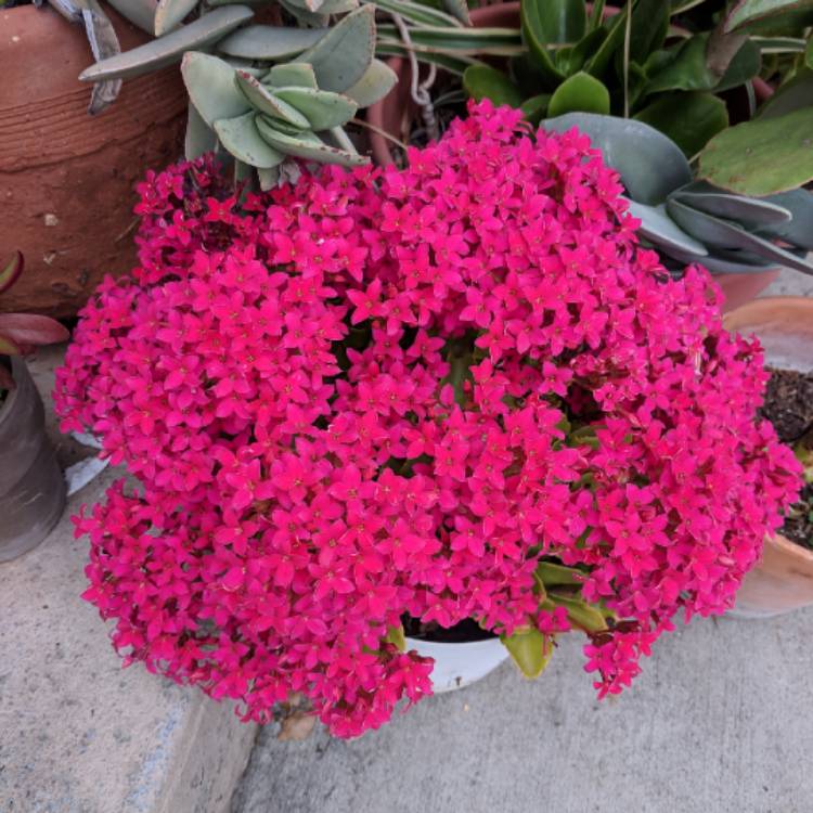plant image 982221