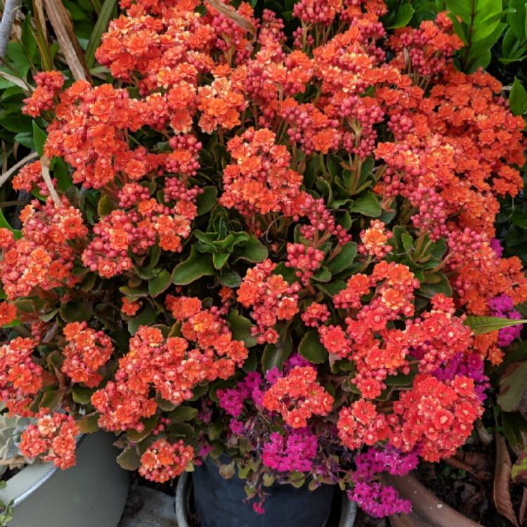 Plant image Kalanchoe blossfeldiana 'Double Flower Variety'