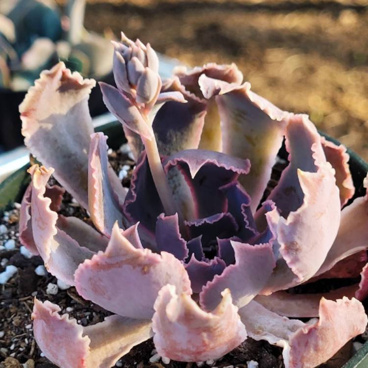 Plant image Echeveria Shaviana Madre Del Sur