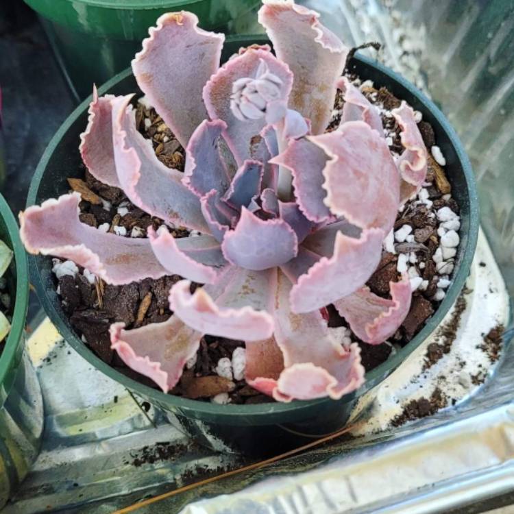 plant image 1517402