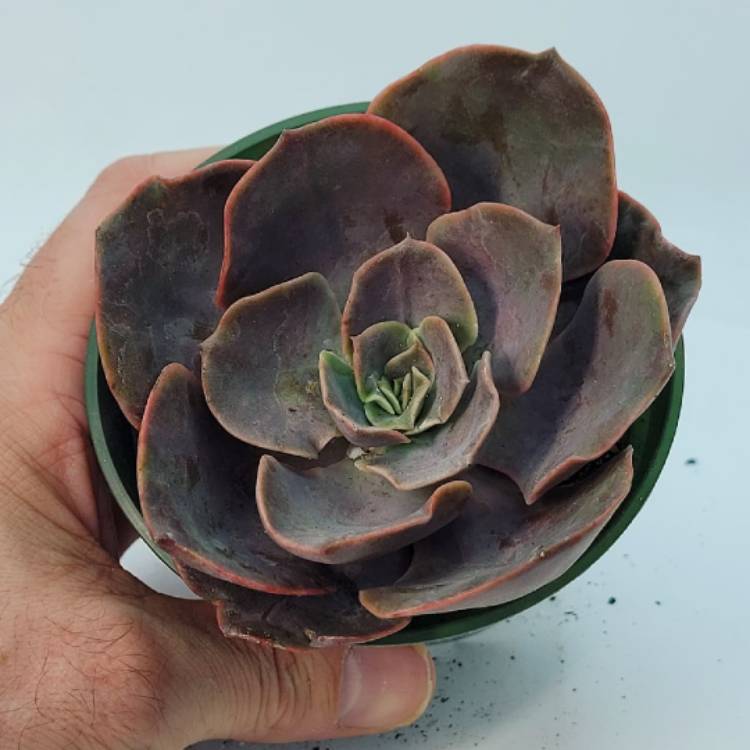 Plant image Echeveria Eliza