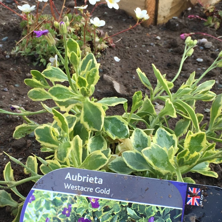 plant image 1028697