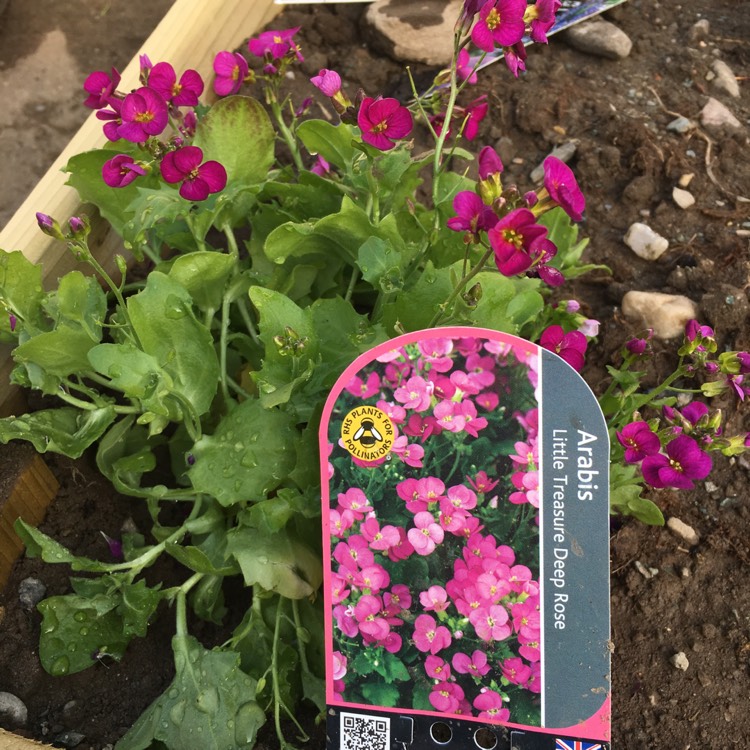 Plant image Arabis caucasica 'Little Treasure Pink'