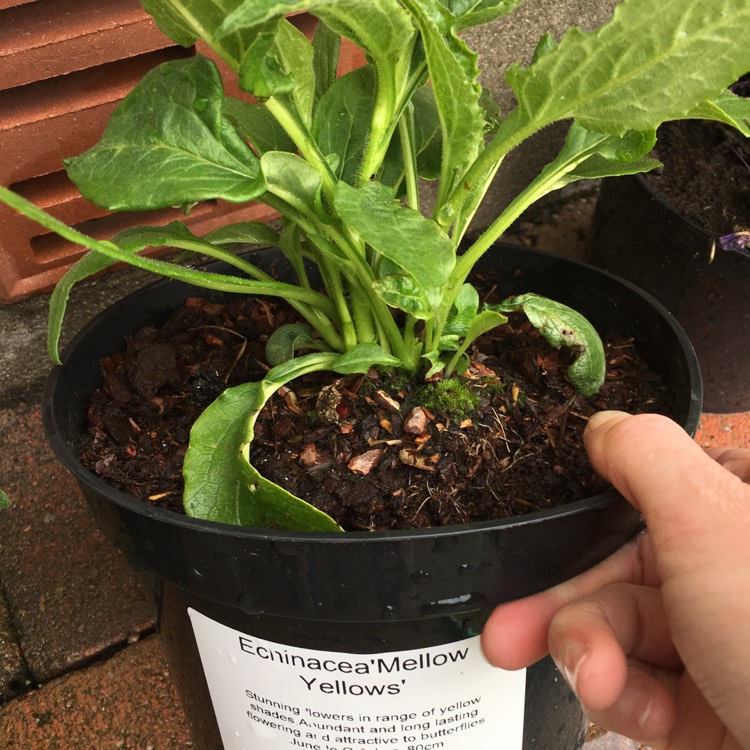 plant image 1066838