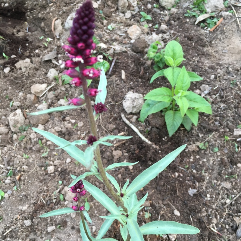 plant image 111559