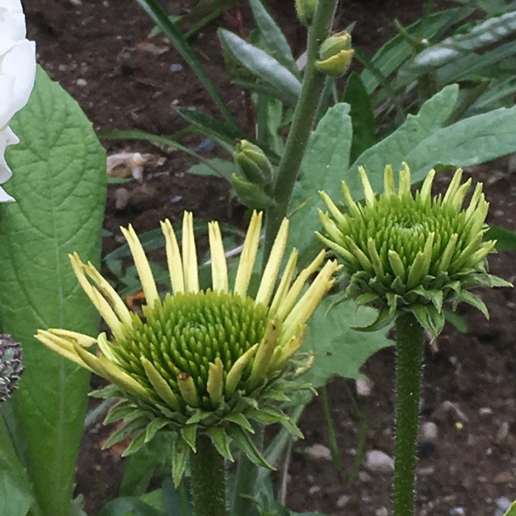 plant image 1119951