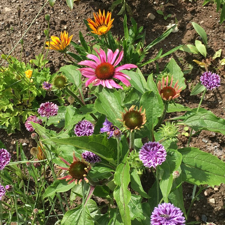 plant image 1143968