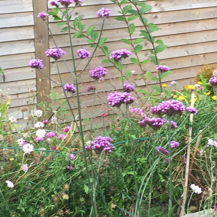 plant image 1171076