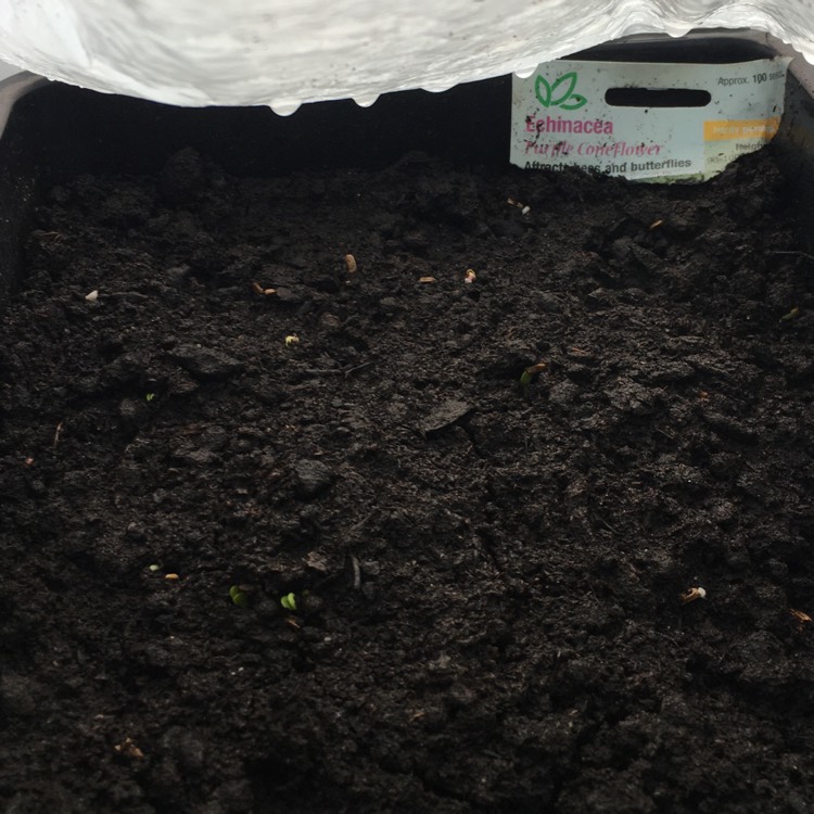 plant image 1272244