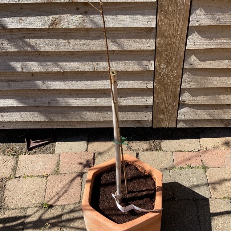plant image 1287021