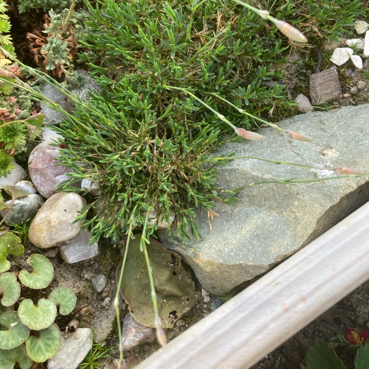 plant image 1312505