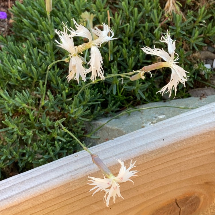 plant image 1331560