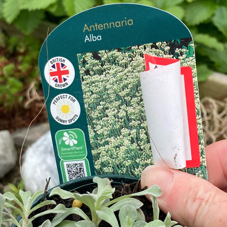 Plant image Antennaria