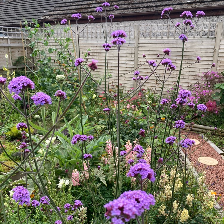 plant image 1356461