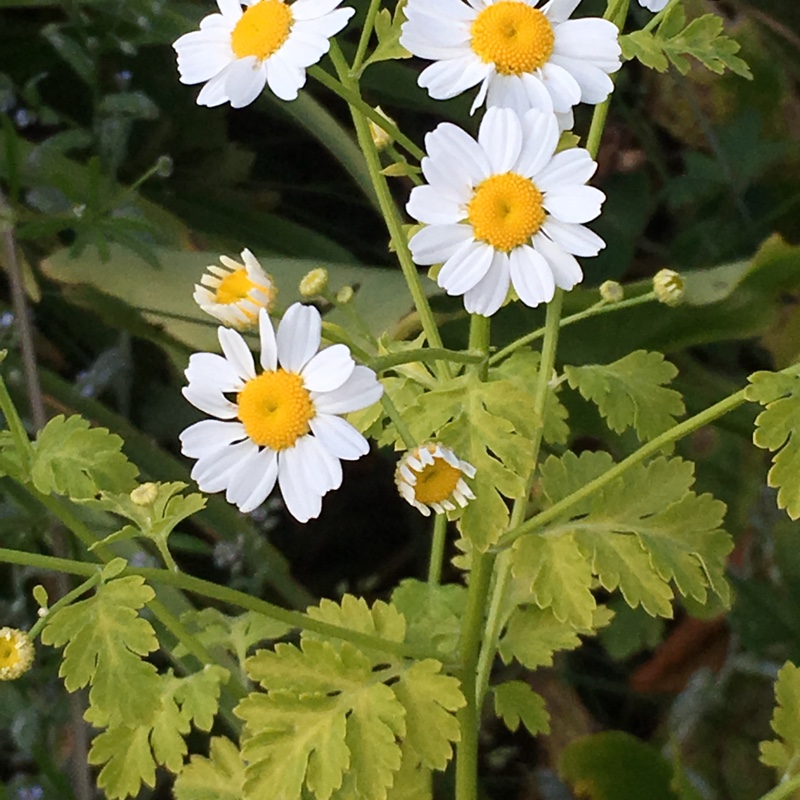 Tanacetum parthenium