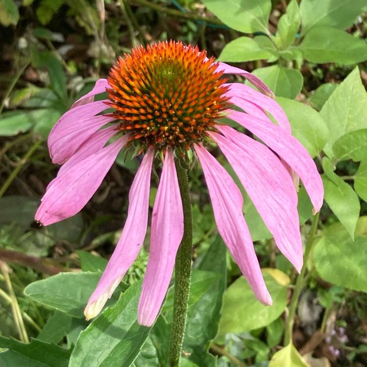 plant image 1520289
