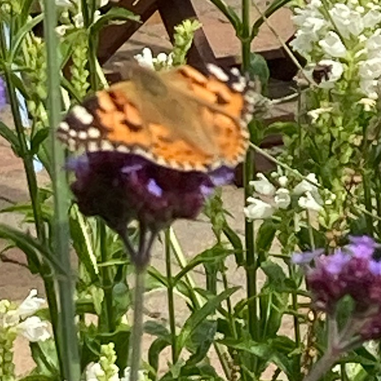 plant image 1520291