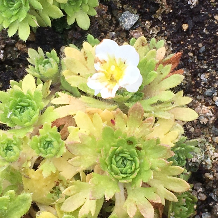 Plant image Saxifraga x arendsii 'Mossy White'