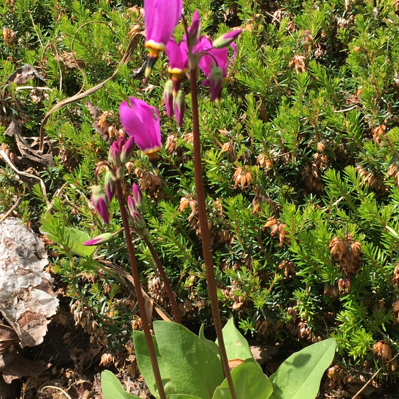 plant image 74414
