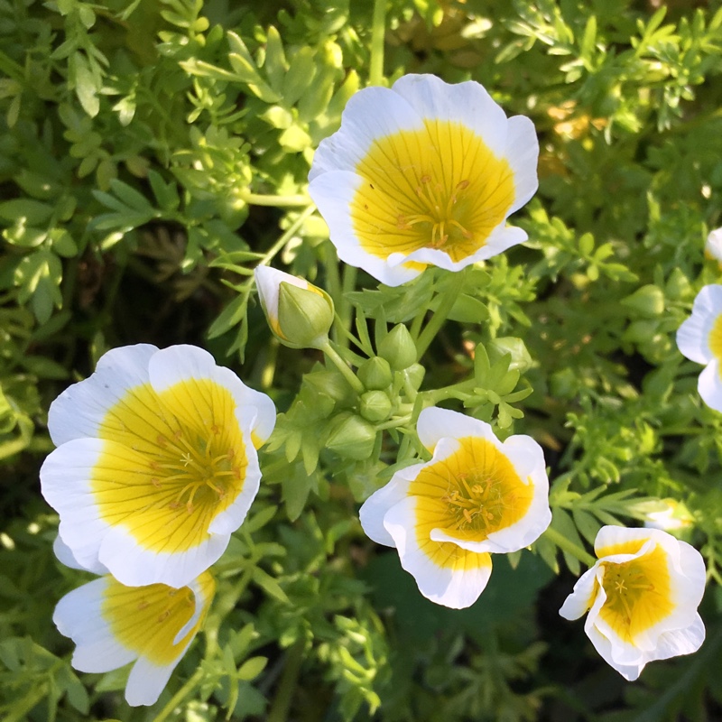 Limnanthes douglasii