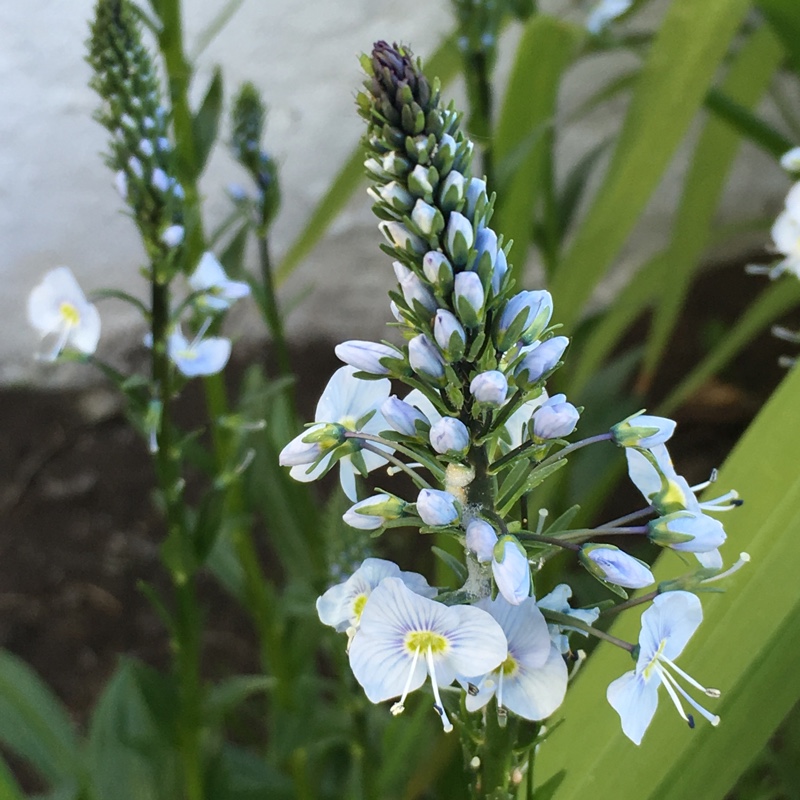 plant image 76171