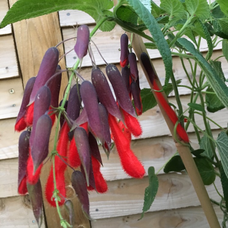 plant image 878483
