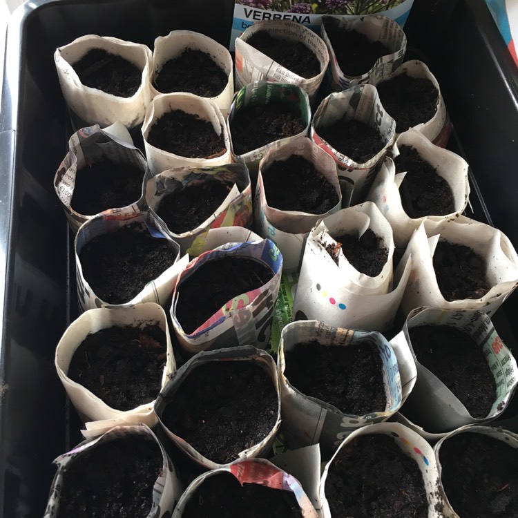 plant image 960697