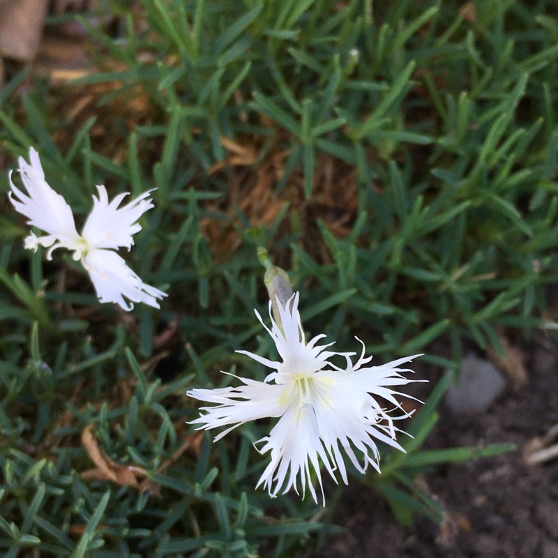 plant image 98544
