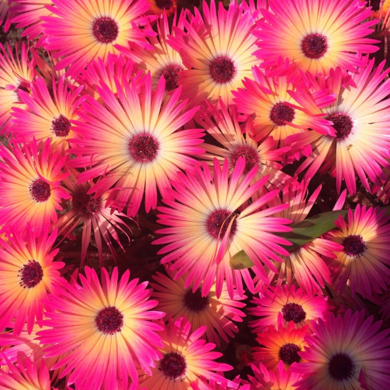 Plant image Erigeron hybrid 'Quakeress'