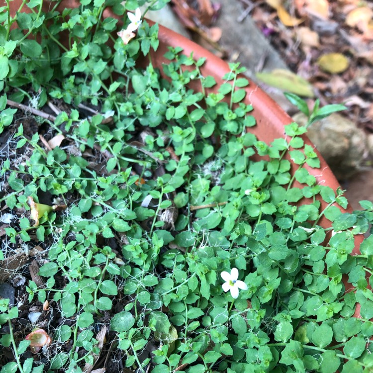 Plant image Lobelia puberula syn. Pratia puberula