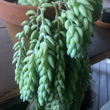 Sedum Morganianum