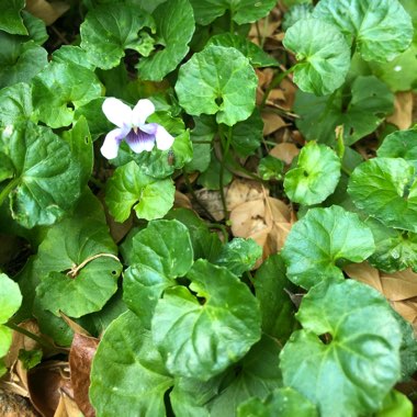Viola hederacea